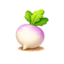 Turnip